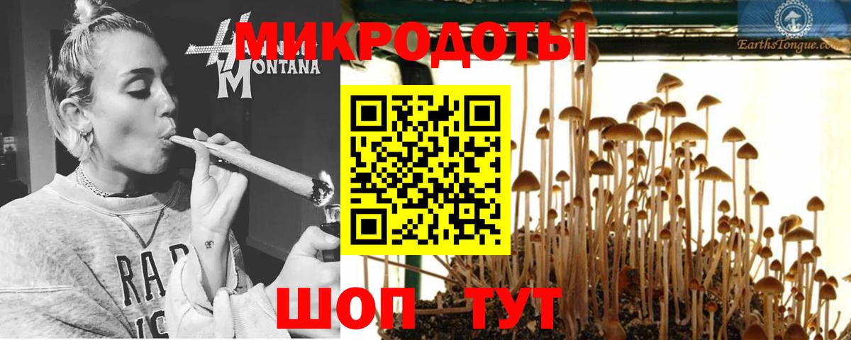 Псилоцибиновые грибы Psilocybe Шарыпово